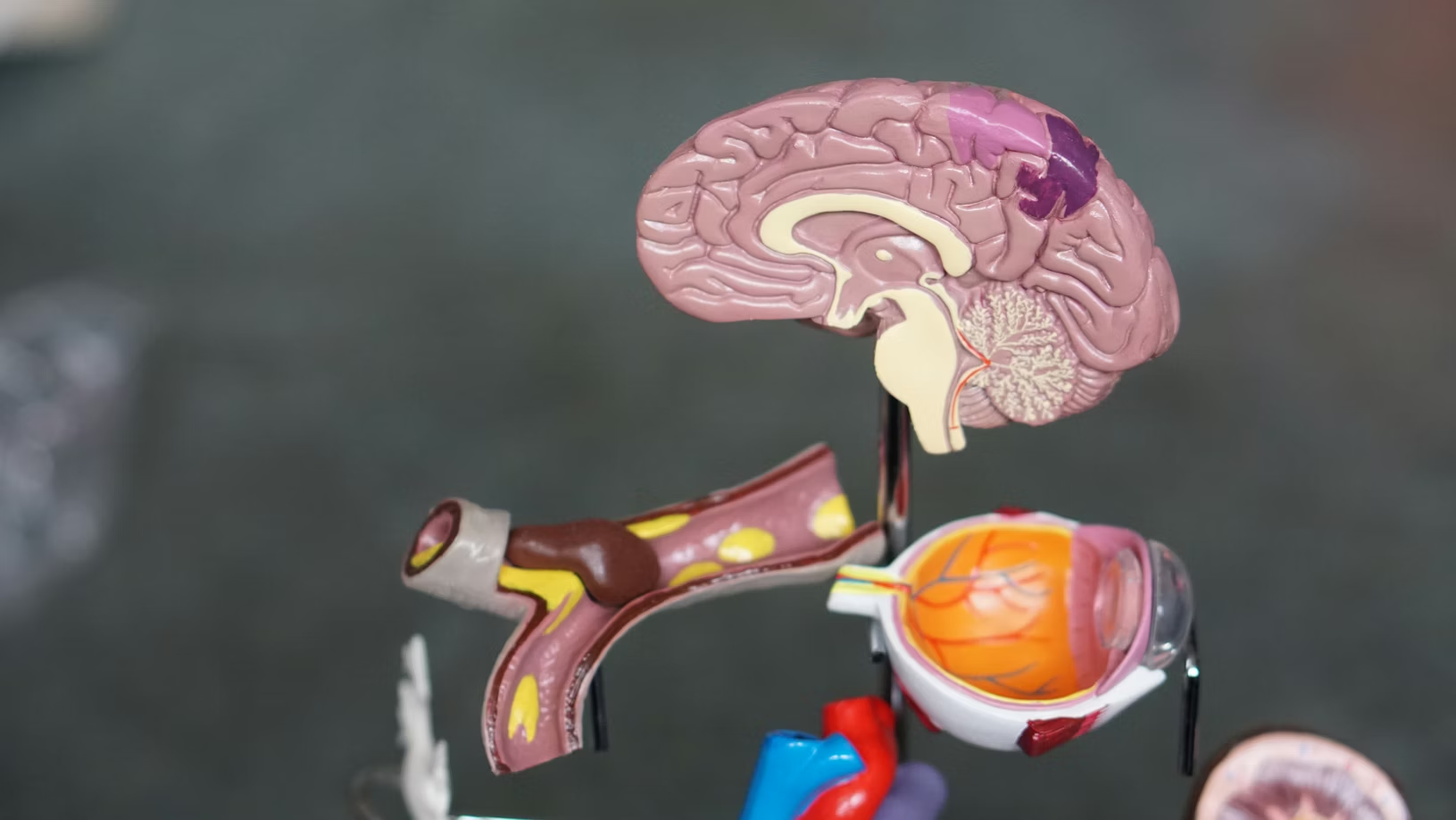 Endocrinology